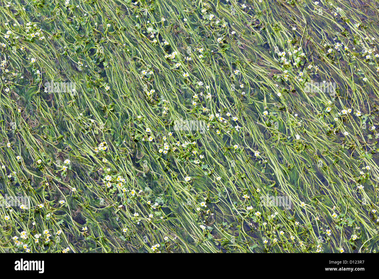 Flowering River Weed; Dunmanyway County Cork Ireland Stock Photo