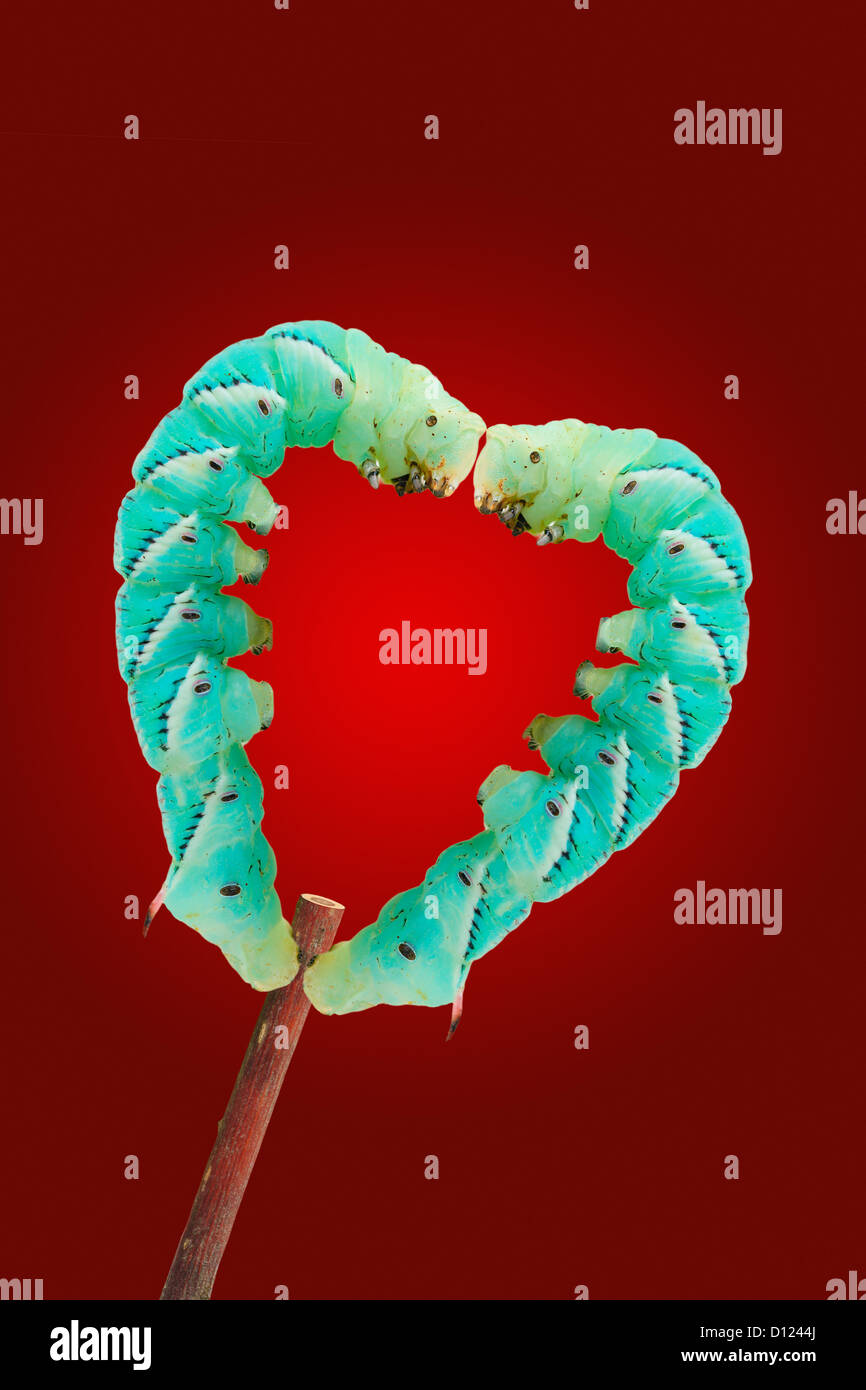 Heart Shape Insect Insects in heart shape hi-res stock photography and images - Alamy