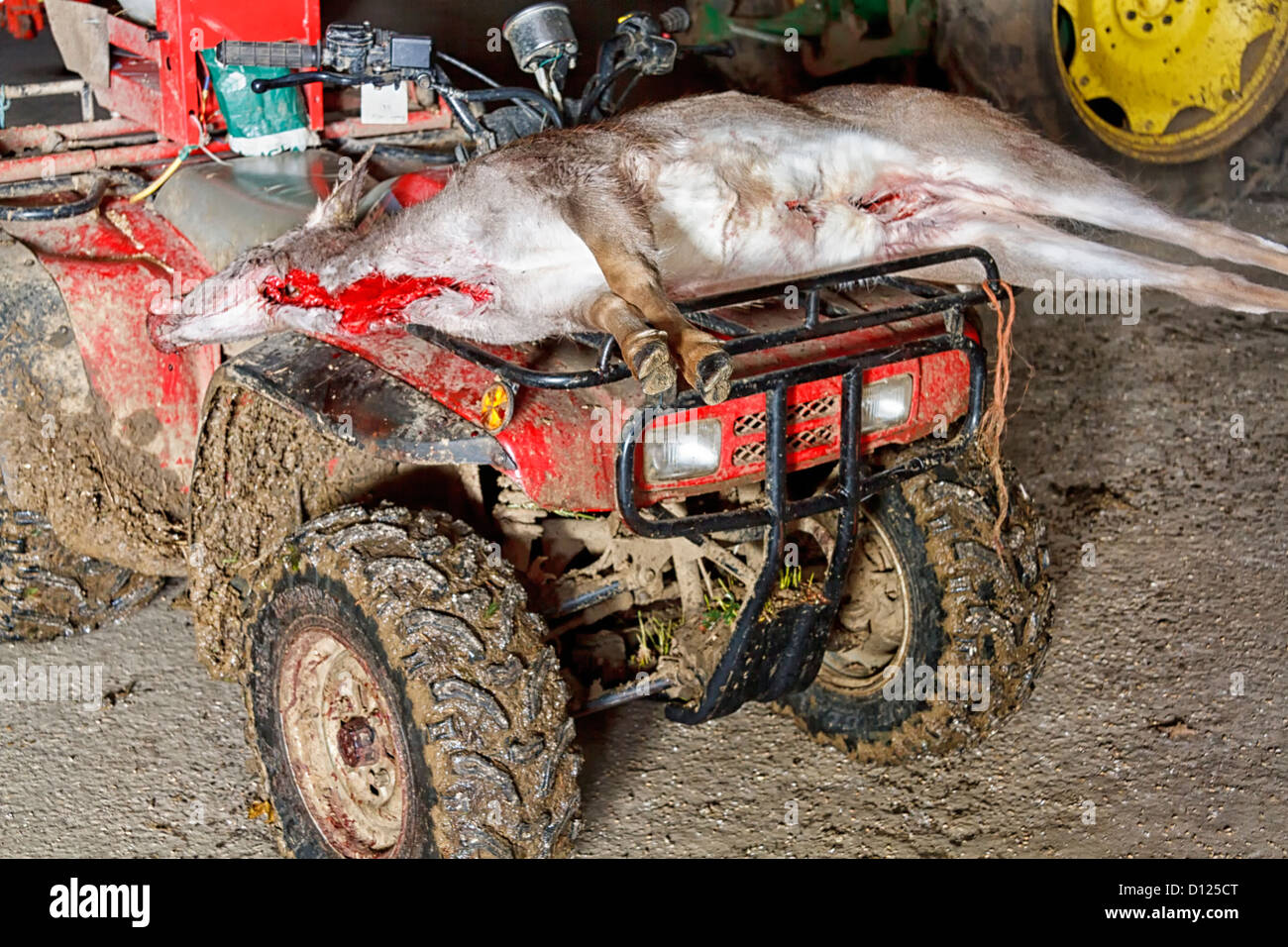Deer carcass on the carrier of a quad bike Stock Photo