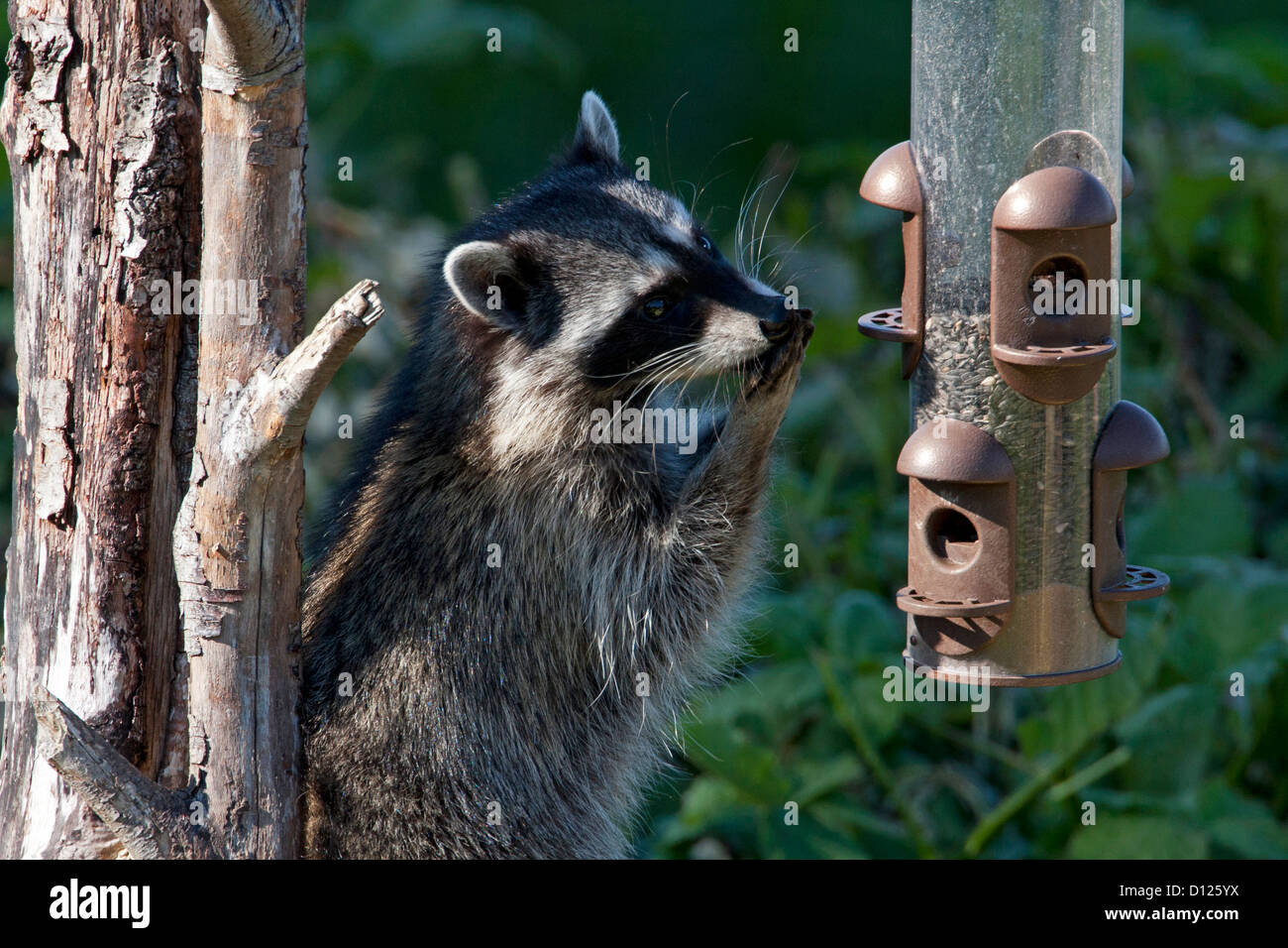 Raccoon (Procyon lotor) trying to eat sunflower seeds from a bird