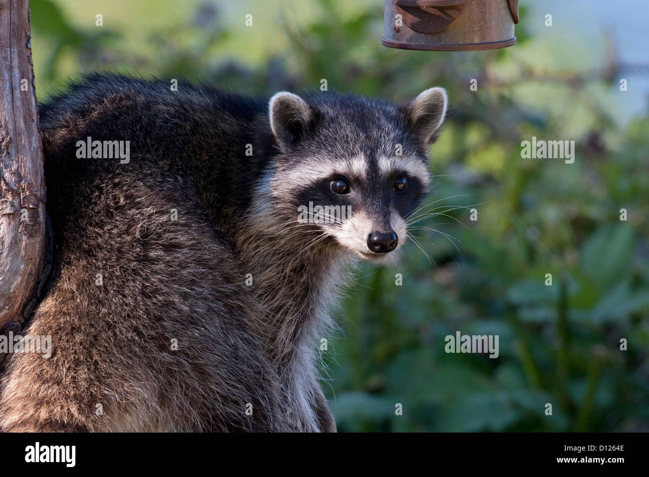 Raccoon (Procyon lotor) trying to eat sunflower seeds from a bird