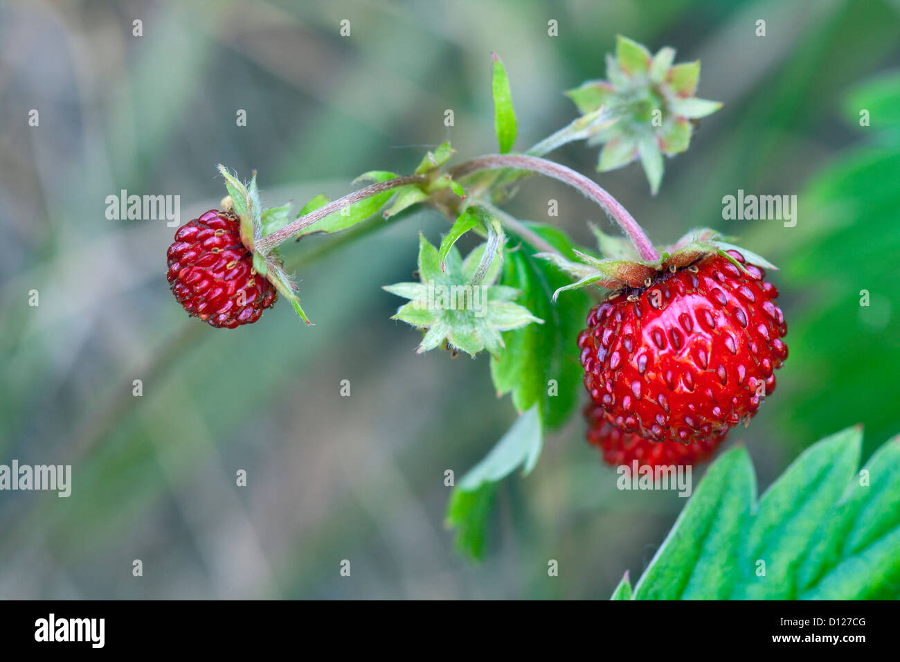 European wood wild strawberry, Fragaria vesca Stock Photo