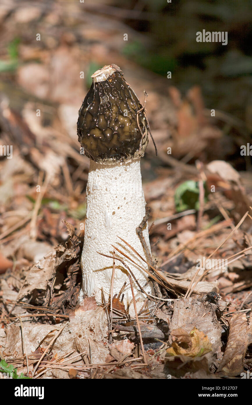 Fungus Common stinkhorn (Phallus impudicus) in natural environment Stock Photo