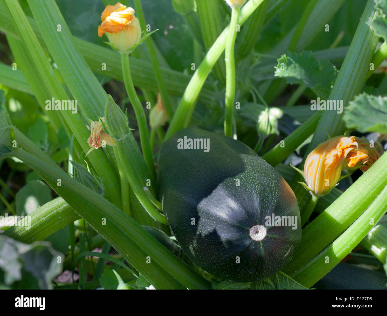 green pumpkin growing on the vegetable patch Stock Photo - Alamy