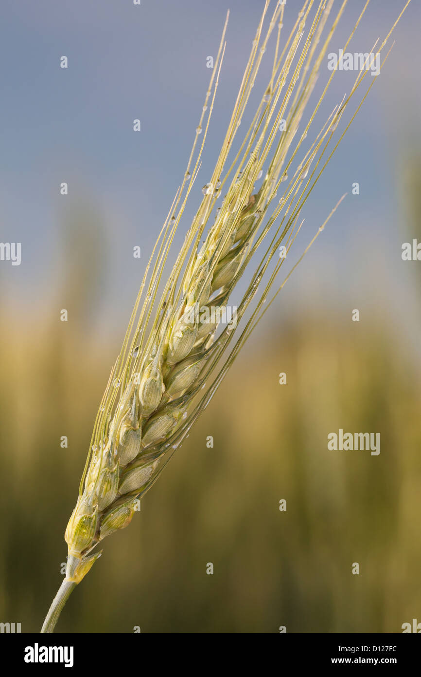 Wheat stalk hi-res stock photography and images - Alamy