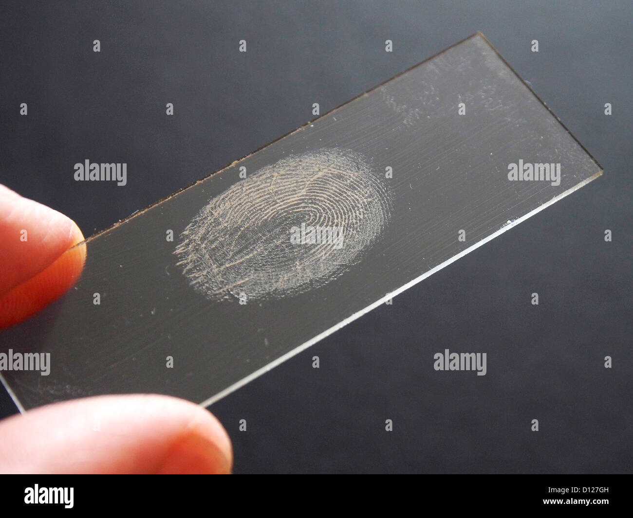 A fingerprint on a glass microscope slide Stock Photo Alamy