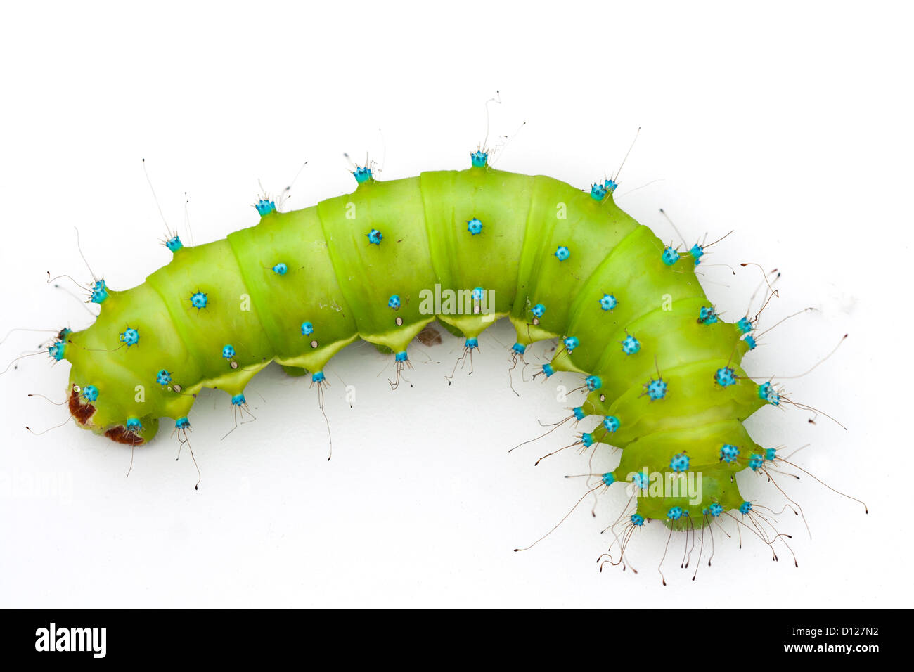 Caterpillar of a giant silk moth on white background Stock Photo