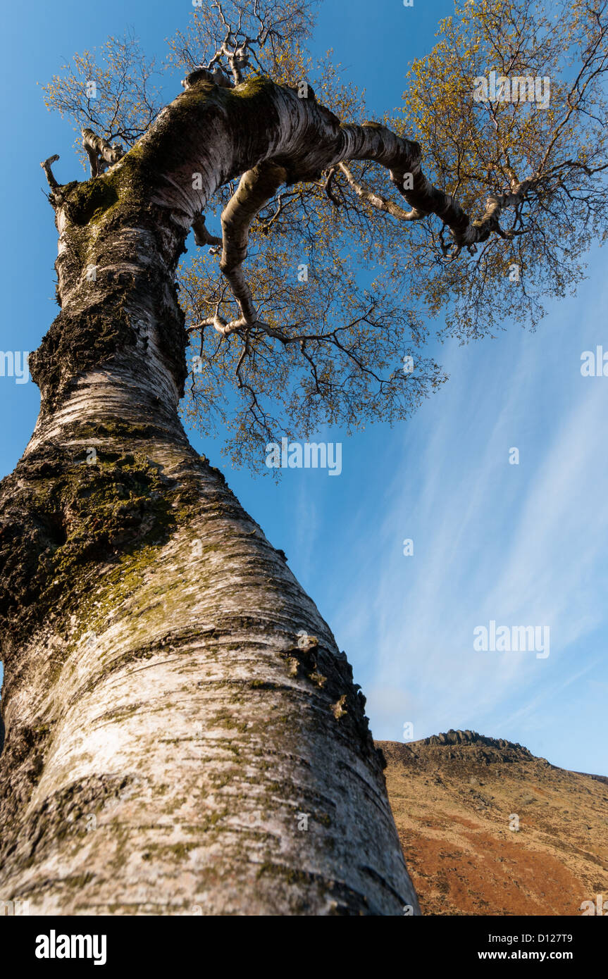 A low view point of tree giving the impression of touching a sky. A phrase that come to mind is Jack and the Beanstalk. Stock Photo