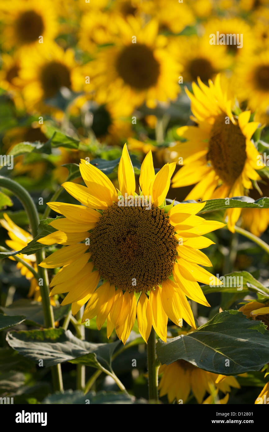 Sunflowers In A Sunflower Field; Alberta Canada Stock Photo Alamy
