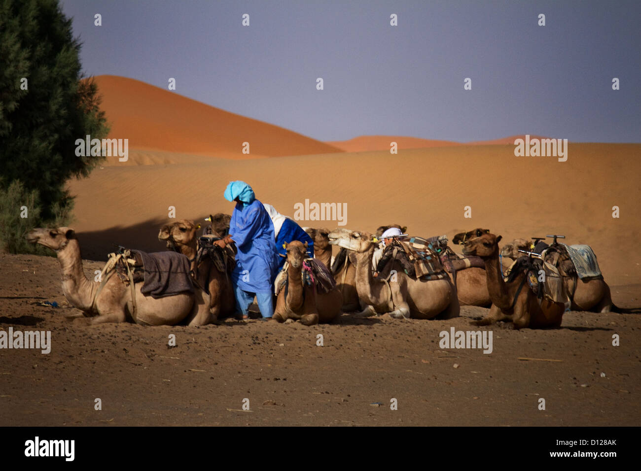 Morocco, Sahara, Erg Chebbi, Dune, Camel, Tuareg Stock Photo