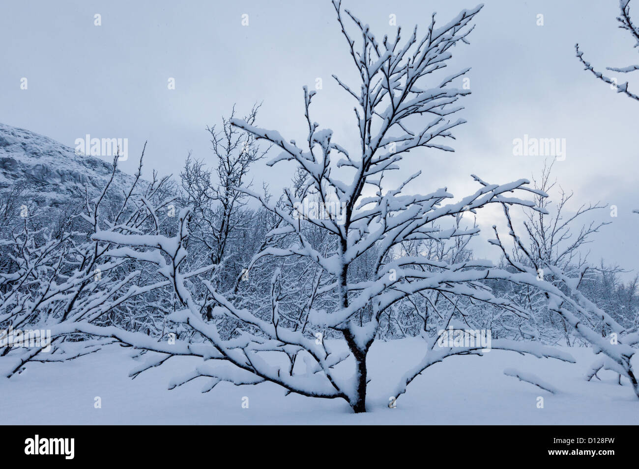 Snowy trees frozen landscape Stock Photo - Alamy