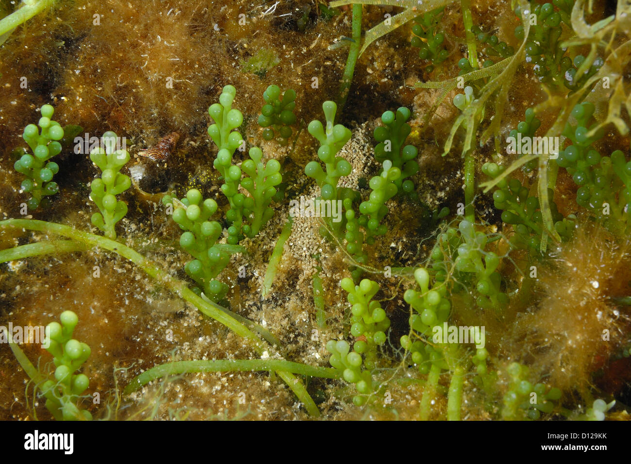 Lessepsian Invasive not indegenous marine Chlorophyta Caulerpa racemosa, Capraia Island, Tuscany, Italy Mediterranean Sea Stock Photo