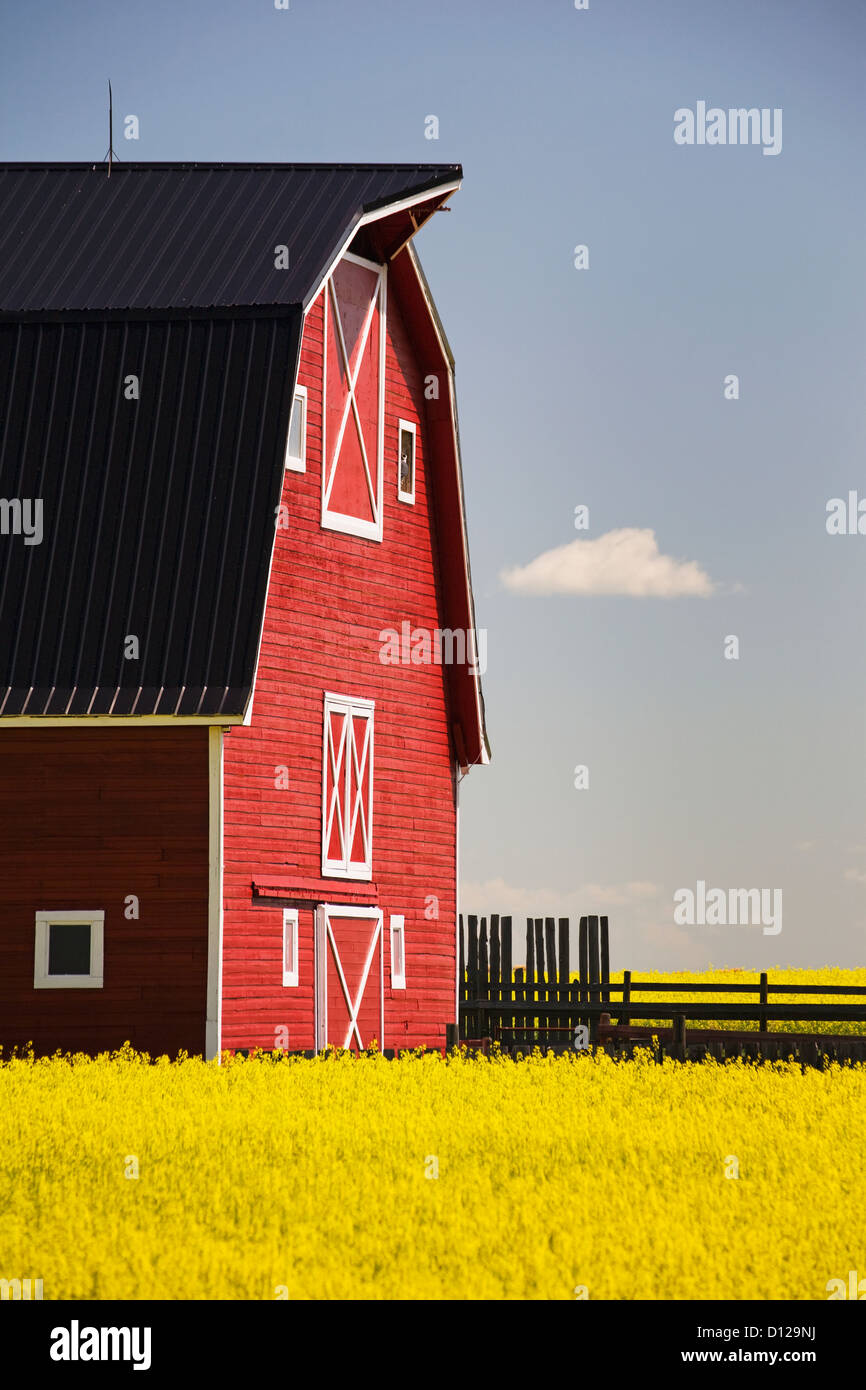 Front Of A Red Barn In A Flowering Canola Field With Blue Sky And Cloud South Of High River; Alberta Canada Stock Photo
