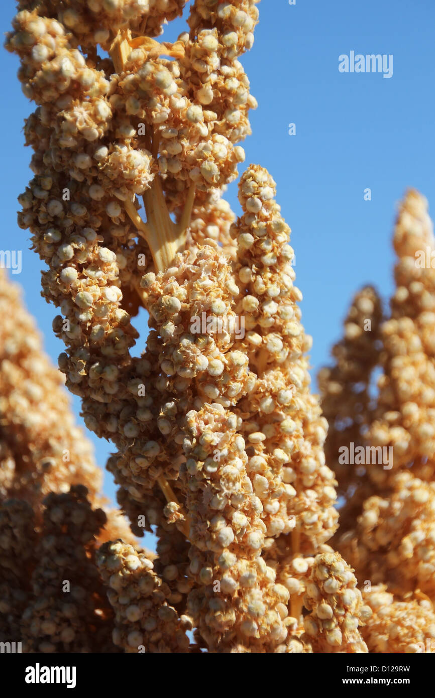 Quinoa plant Stock Photo