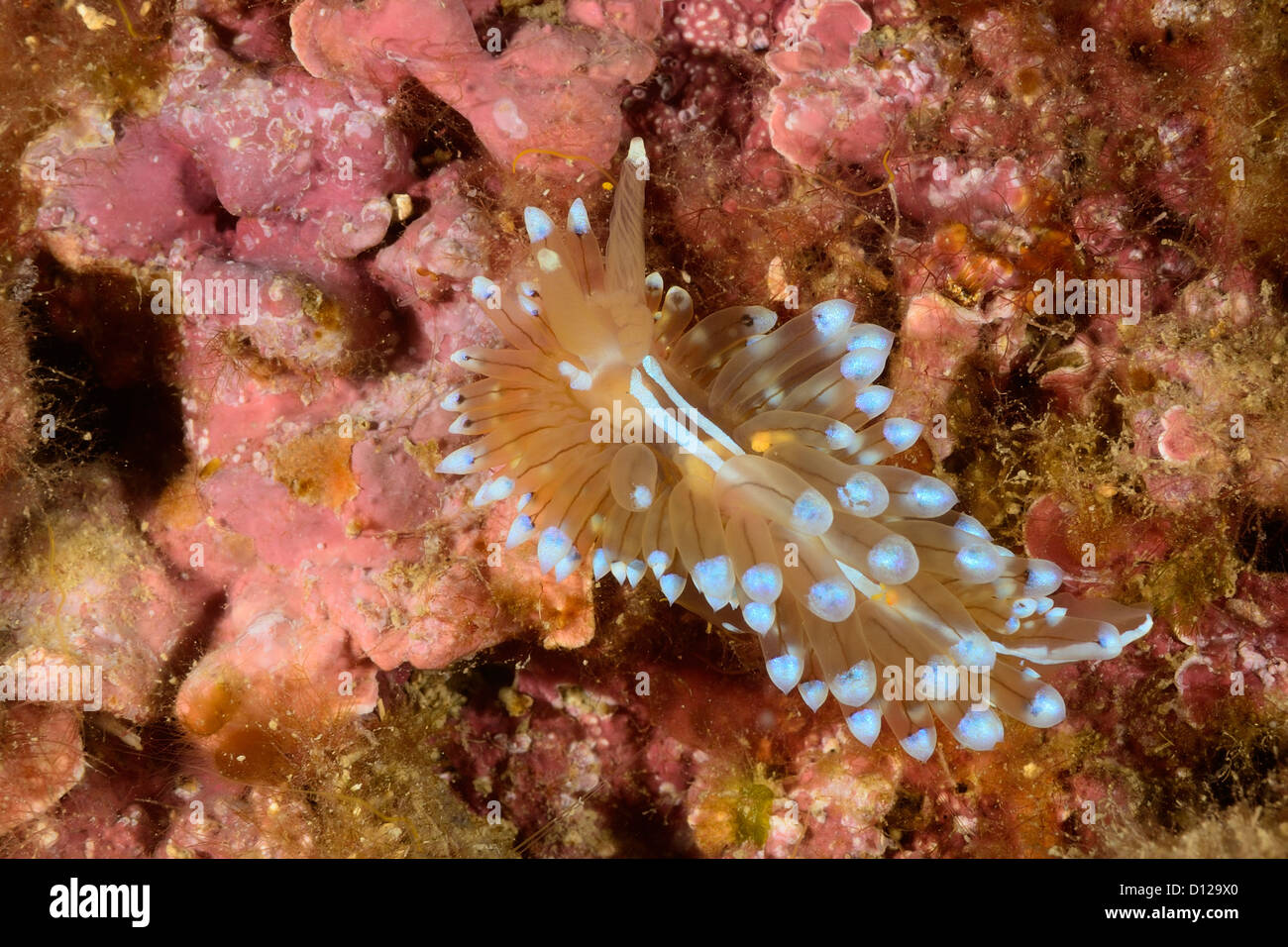 The mediterrean  nudibranch Janolus cristatus, Nudibranchia, Janolidae. Tor Paterno Marine Protected Area, Rome, Lazio, Italy Stock Photo