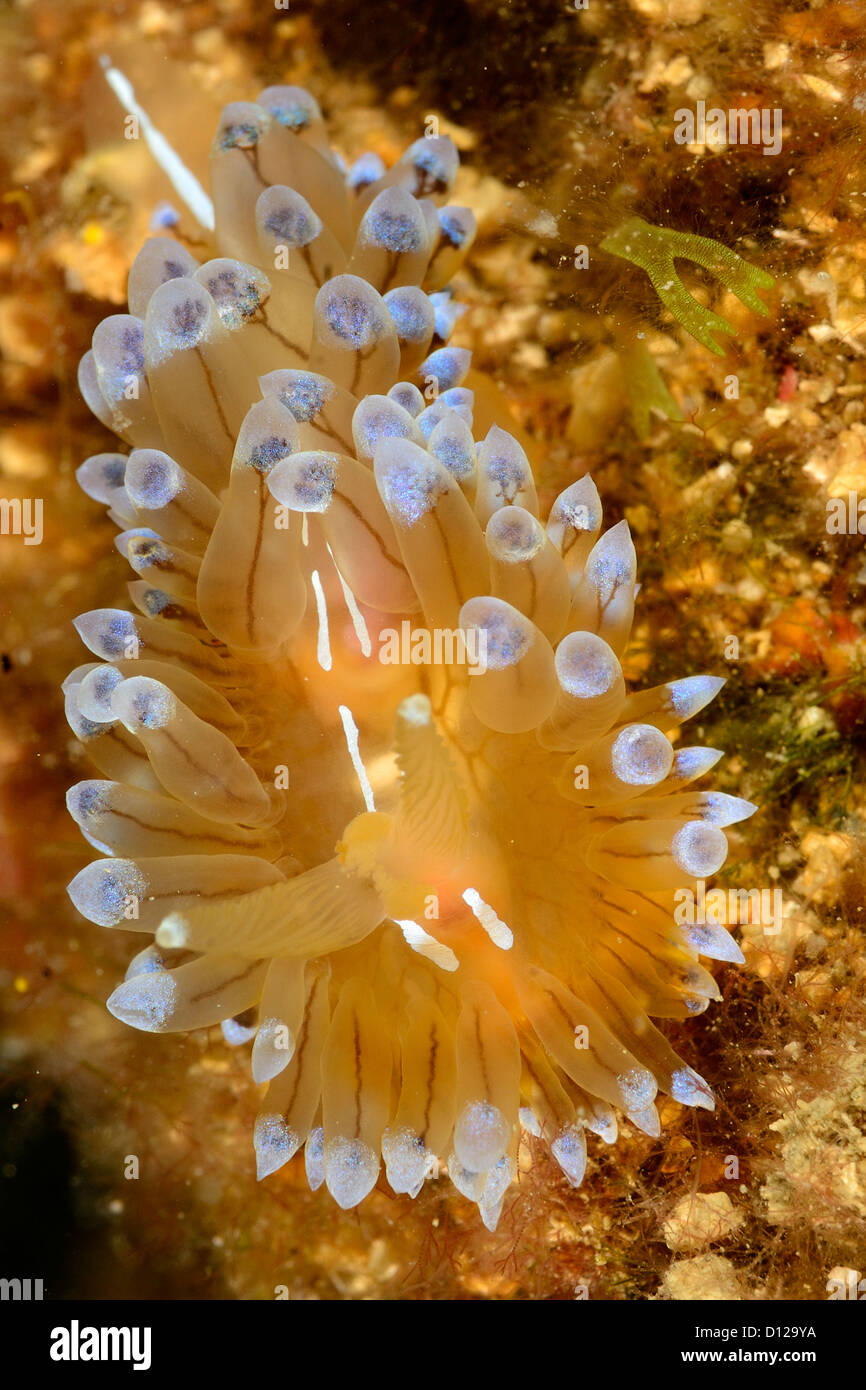 The mediterrean  nudibranch Janolus cristatus, Nudibranchia, Janolidae. Tor Paterno Marine Protected Area, Rome, Lazio, Italy Stock Photo