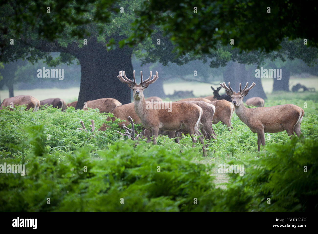A high resolution image of deers in a forest Stock Photo Alamy