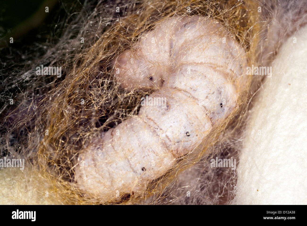 Seville, Spain, manufactures a silkworm cocoon Stock Photo
