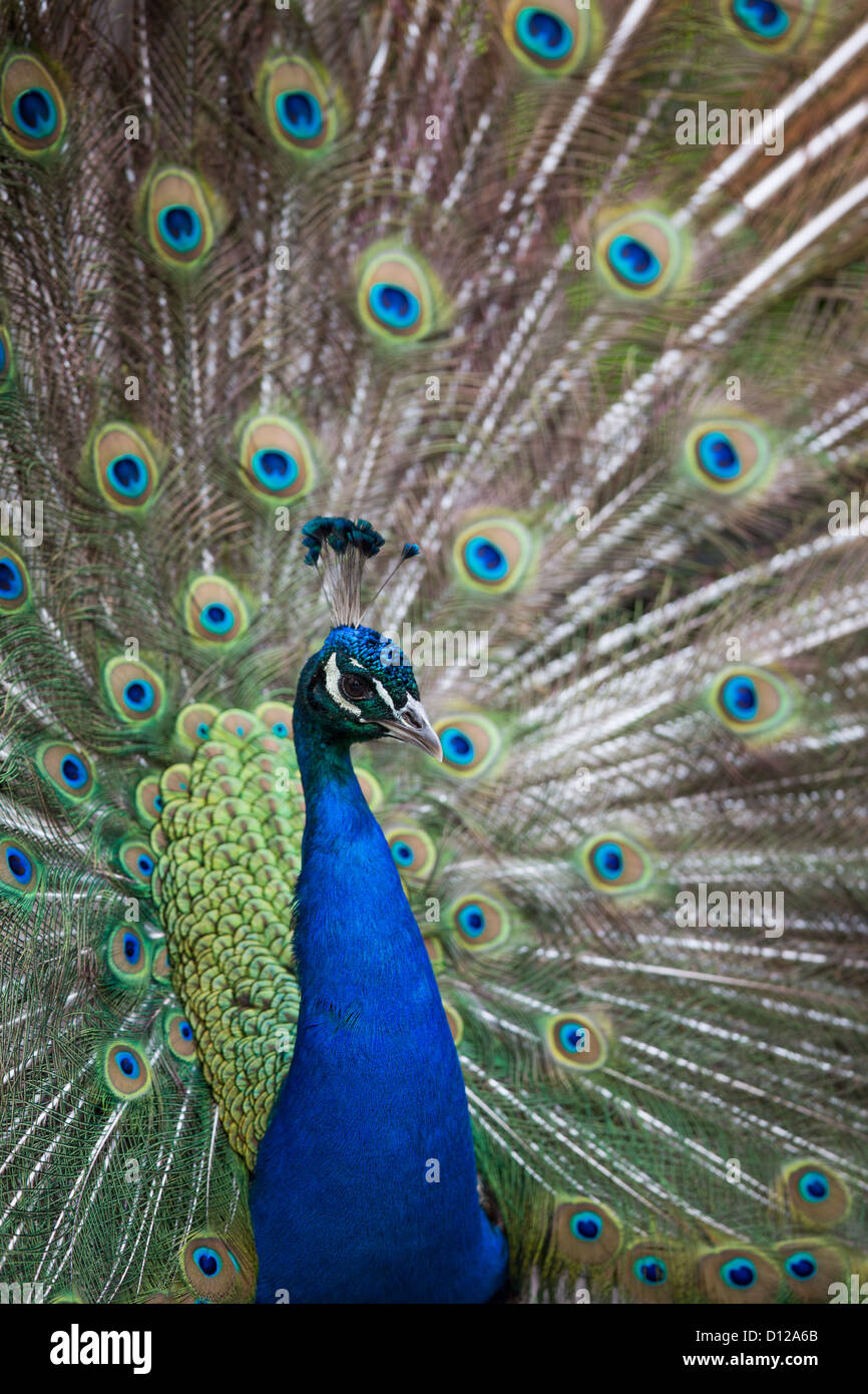 Peacock displaying feathers Stock Photo - Alamy