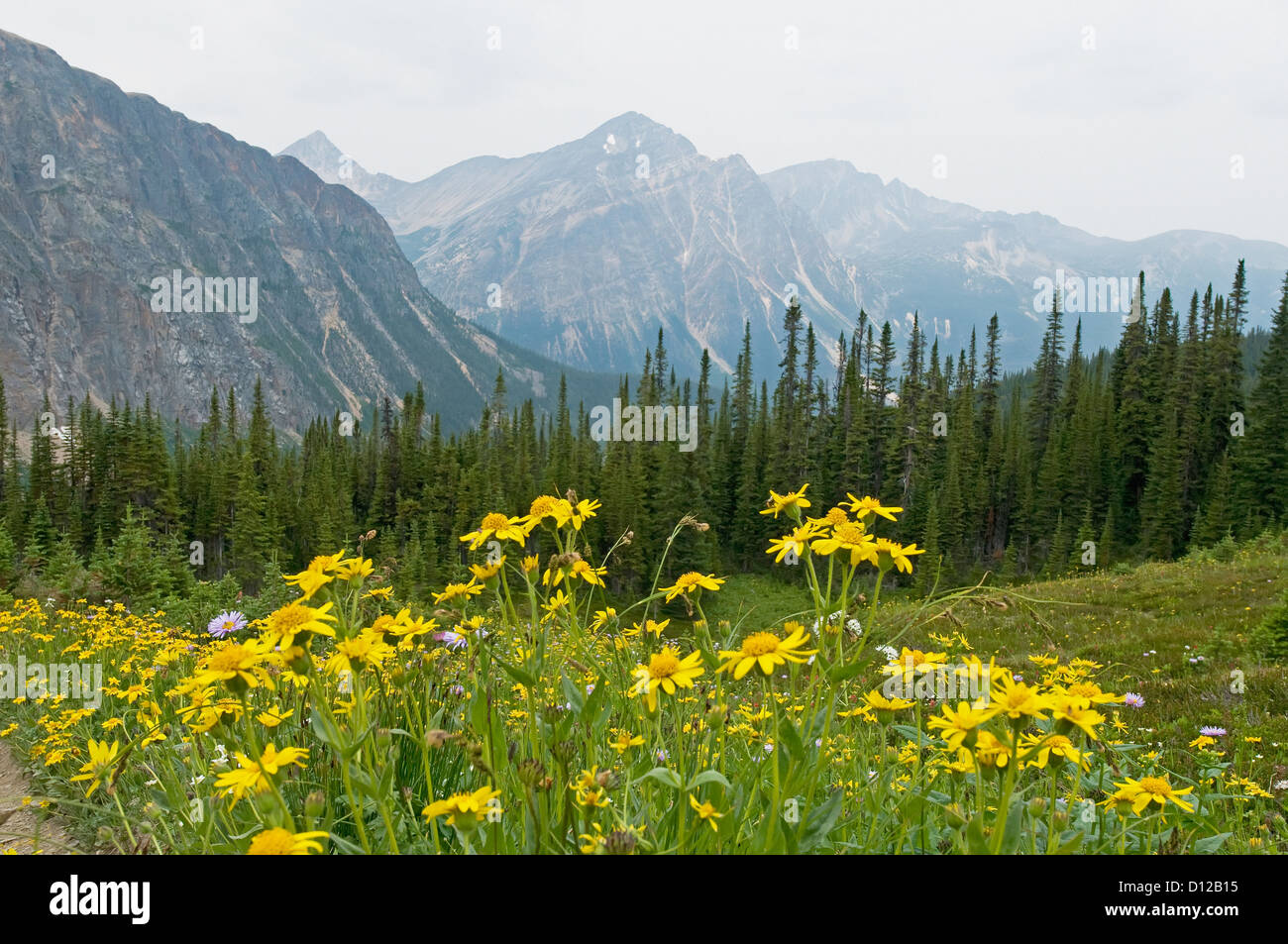 Canadian rockies flower hi-res stock photography and images - Alamy