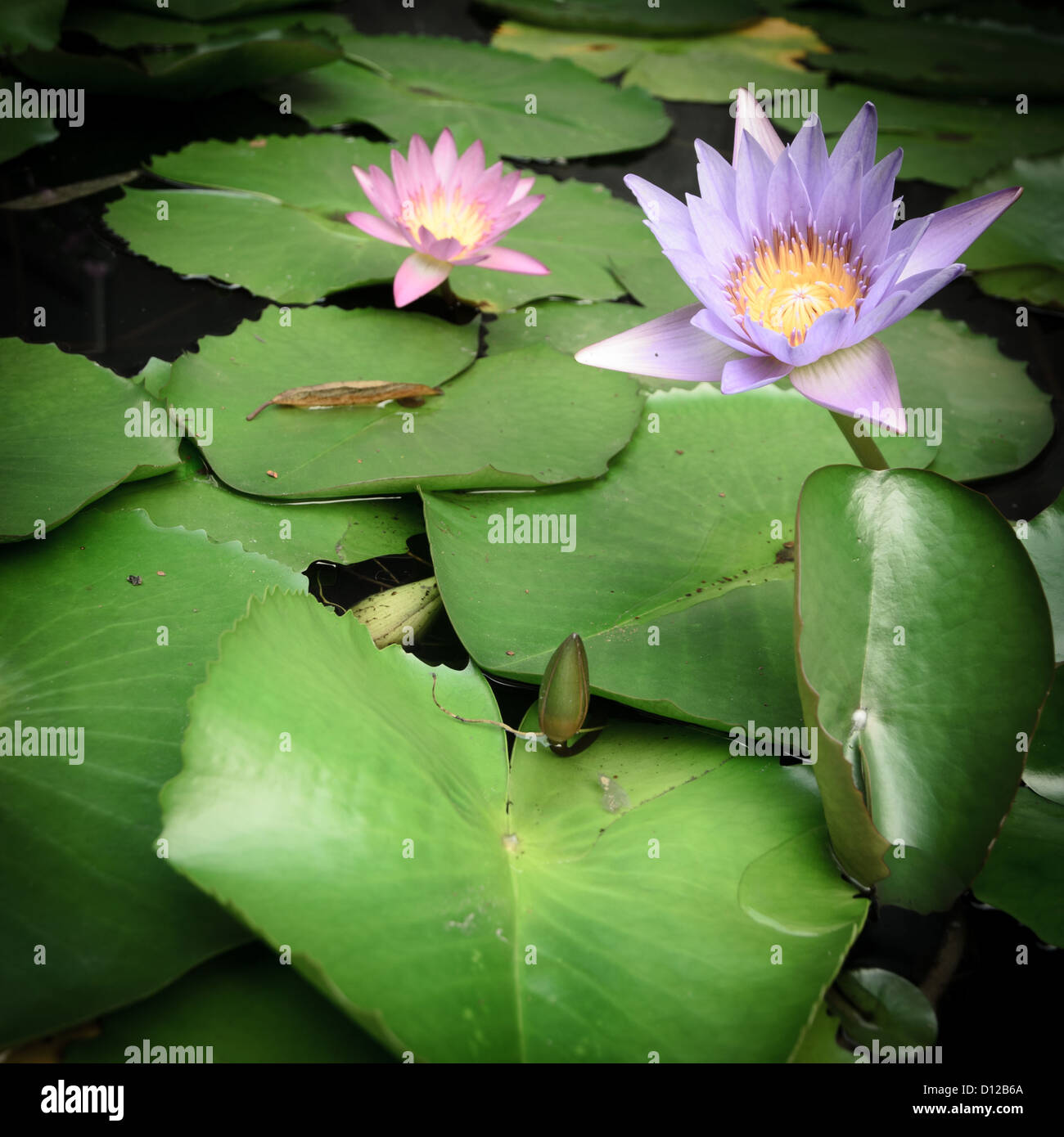 water lily lotus and leaves Stock Photo - Alamy