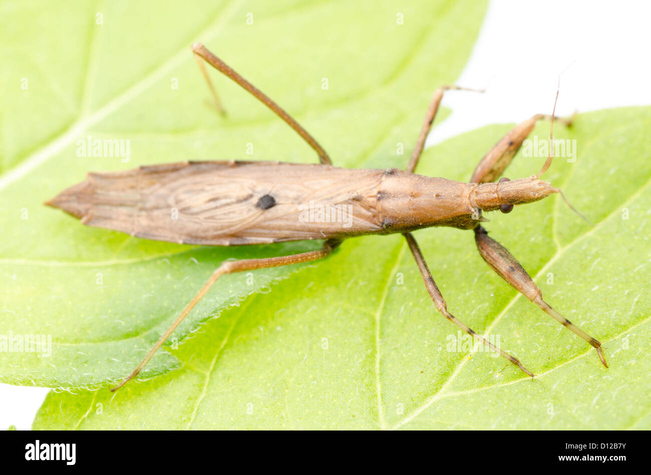 Proboscis green stink bug hi-res stock photography and images - Alamy