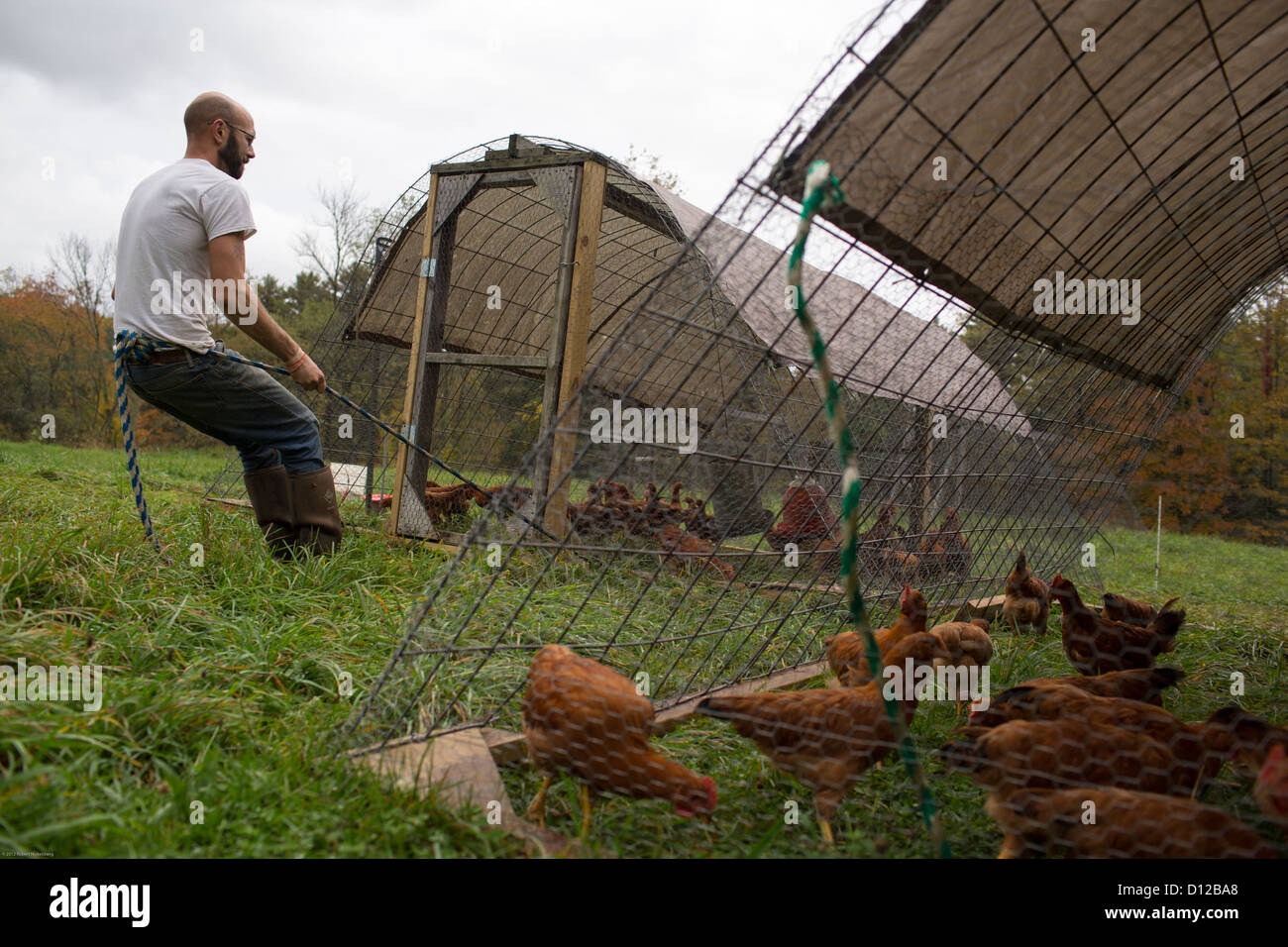 A Farm Worker Moves A Chicken Coop At The Moon In The Pond Farm An