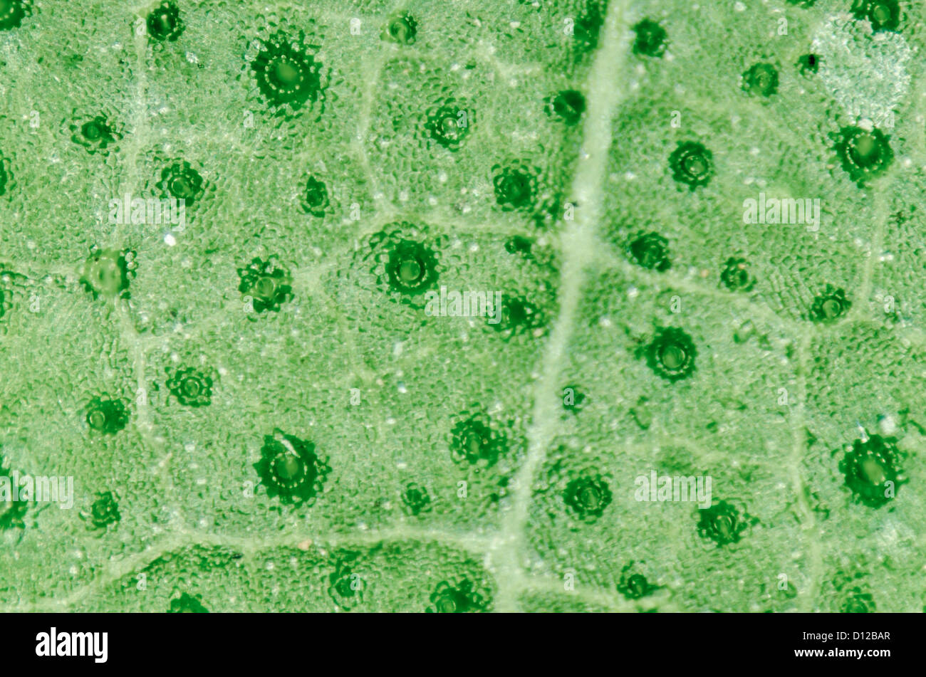 micrograph of green leaf with breathing cells stomata Stock Photo