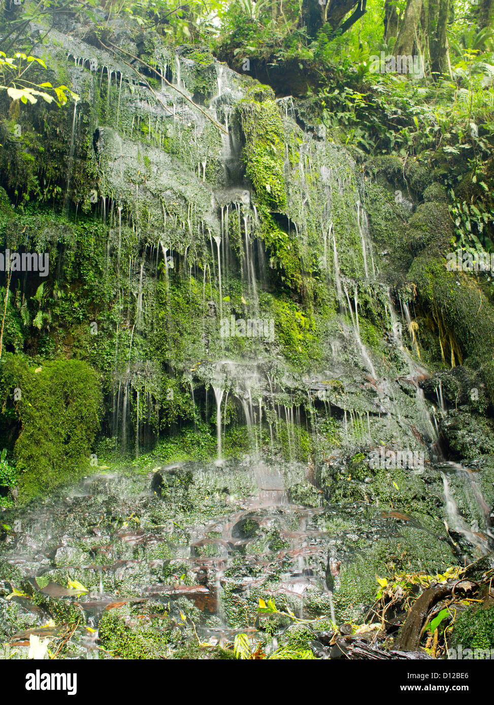 Ferns drip water, near Horseshoe Falls and Matai Falls, Catlins, Southland, New Zealand; Oct 2012 Stock Photo