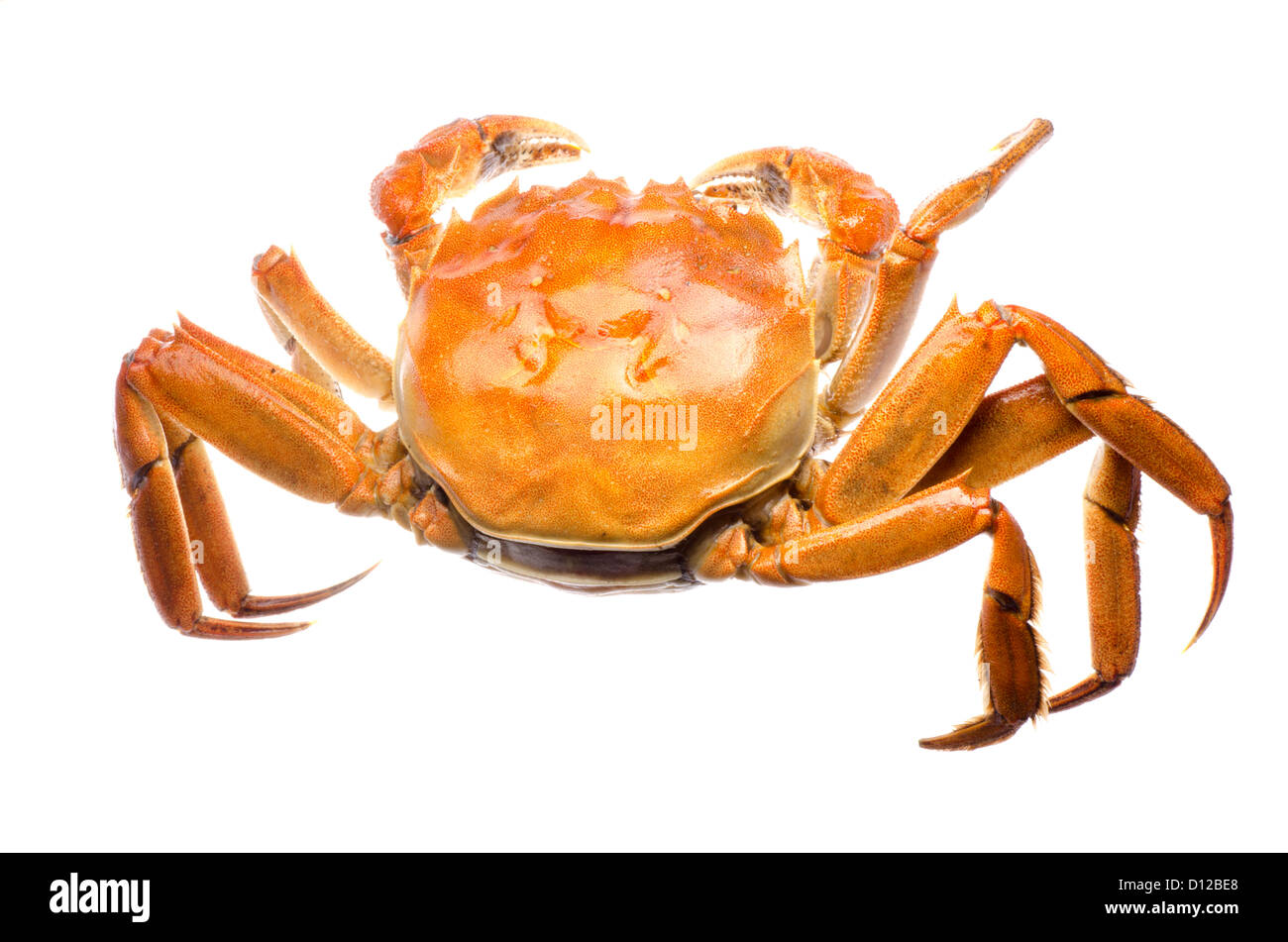 seafood animal red crab isolated Stock Photo - Alamy