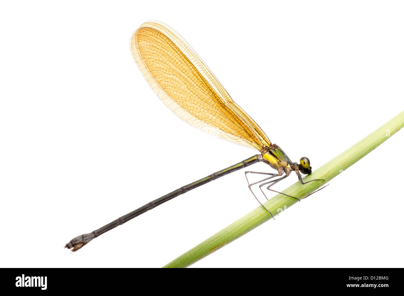 insect damselfly dragonfly isolated on white Stock Photo - Alamy
