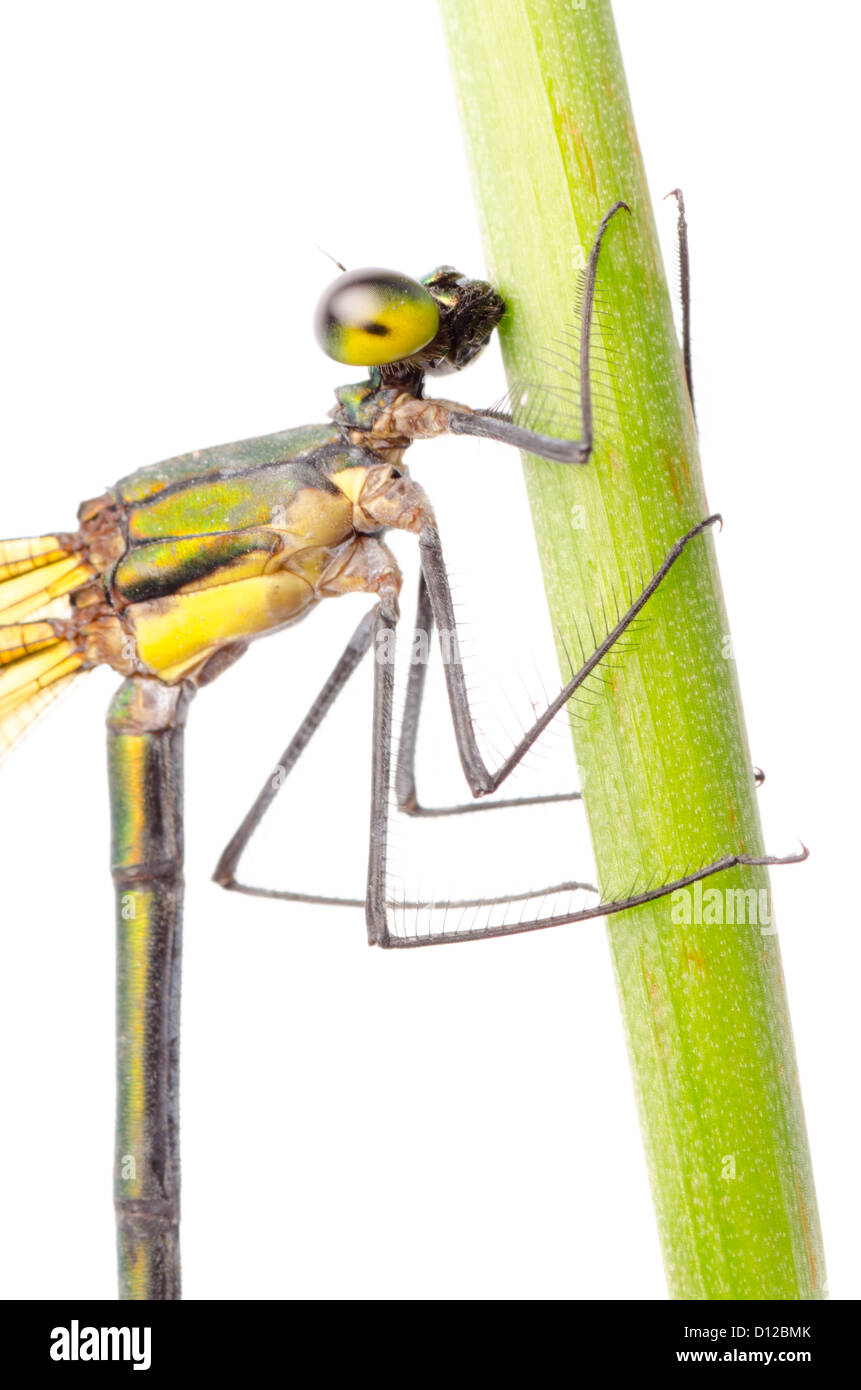 insect damselfly dragonfly isolated on white Stock Photo - Alamy