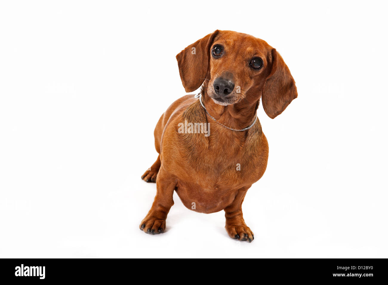 curious dachshund on white background Stock Photo