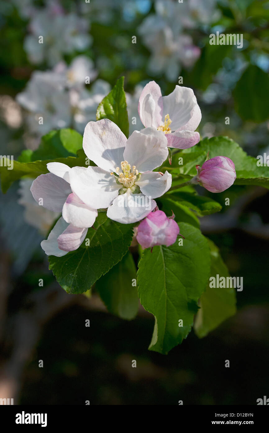 Apple Blossom Tree; Edmonton Alberta Canada Stock Photo Alamy