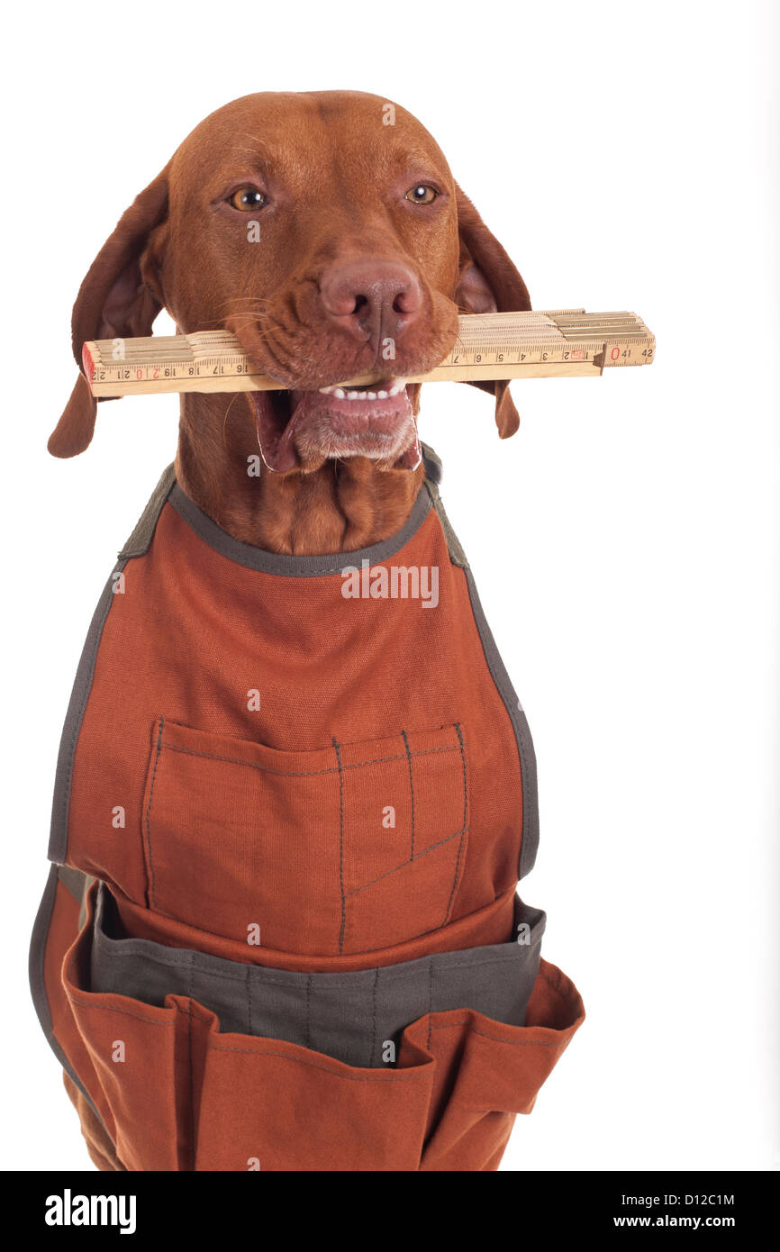 pure breed Hungarian vizsla wearing handymans apron and holding folding ruler in mouth Stock Photo
