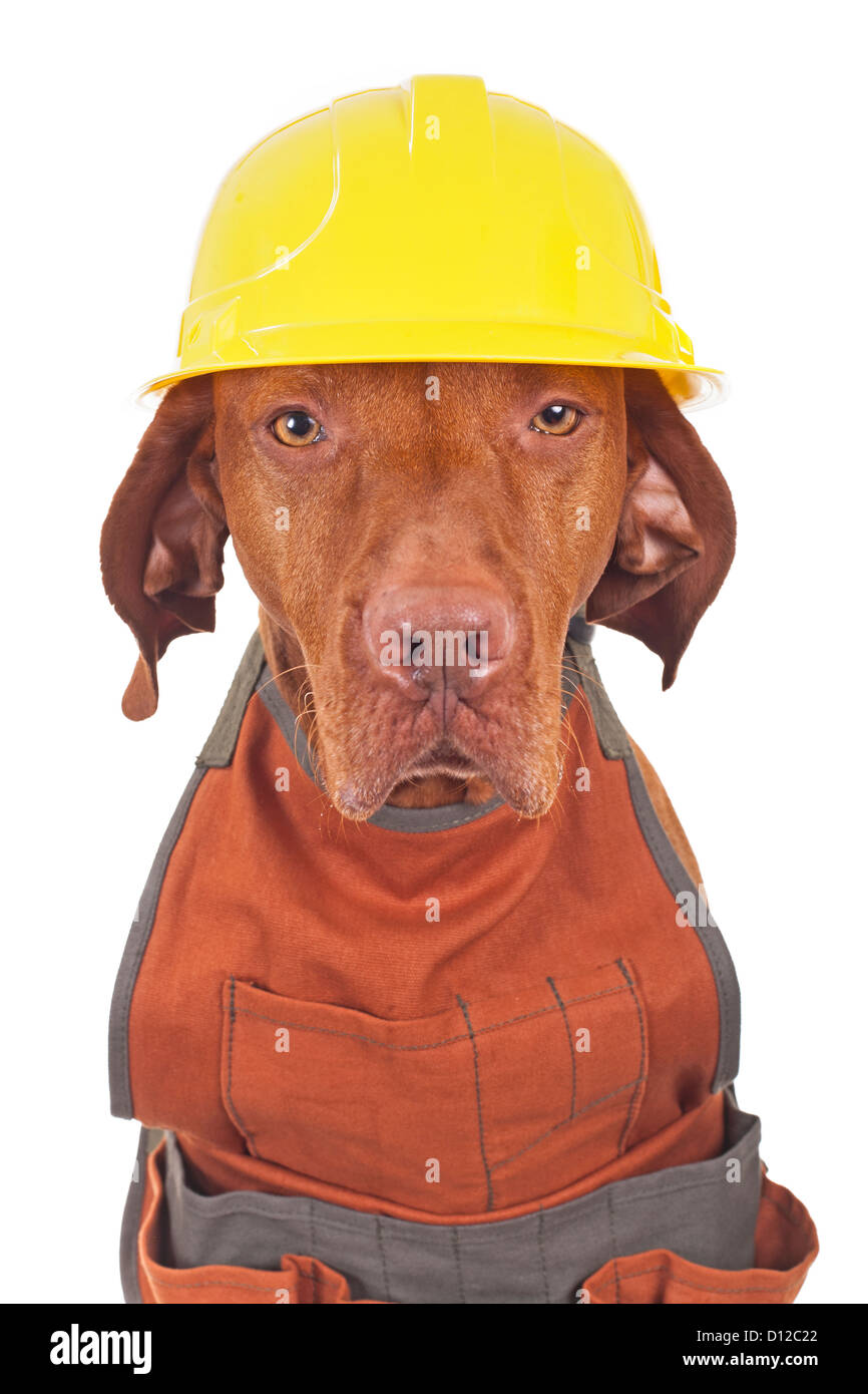 dog wearing hard hat and apron Stock Photo - Alamy