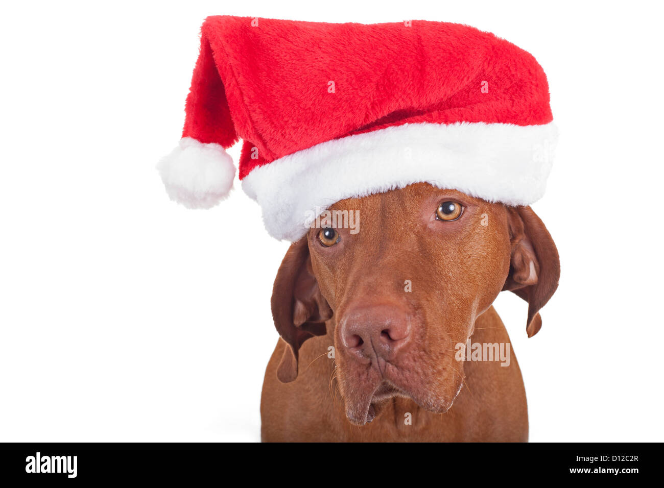 Dog with santa hat hi-res stock photography and images - Alamy