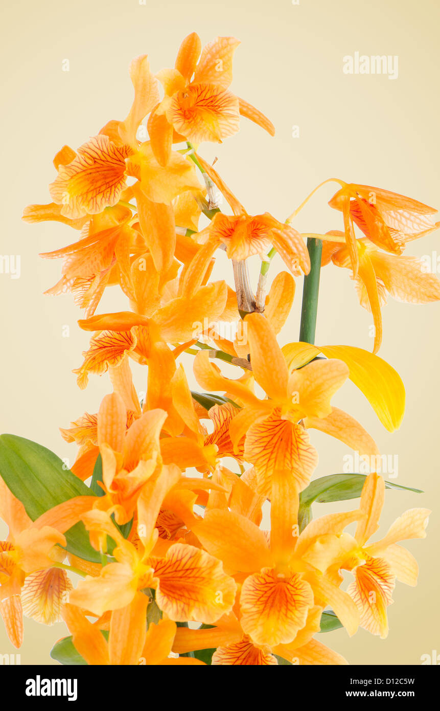 Beautiful orange dendrobium flowers closeup on a yellow gradient