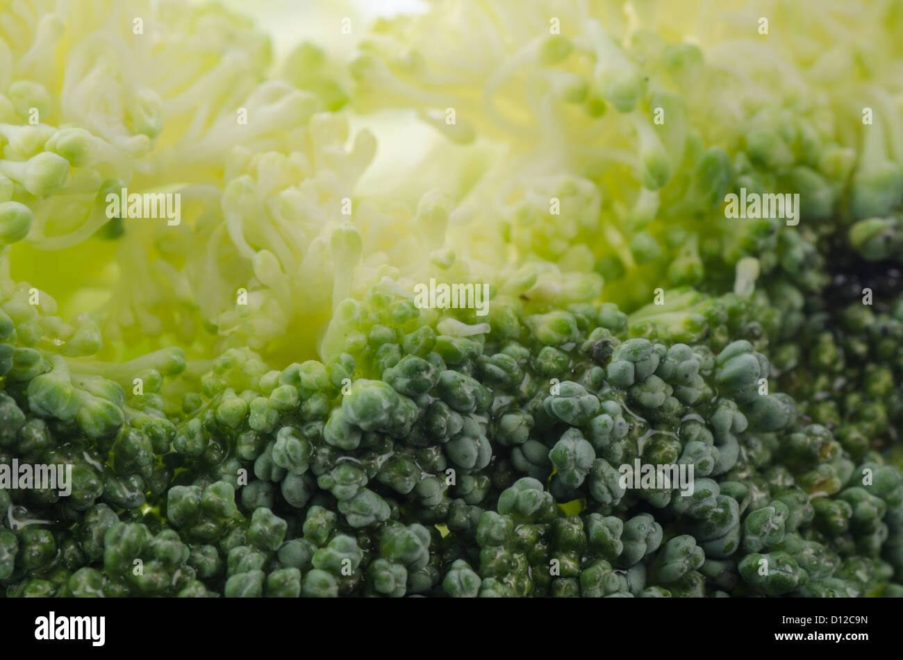 vegetable green broccoli macro background Stock Photo