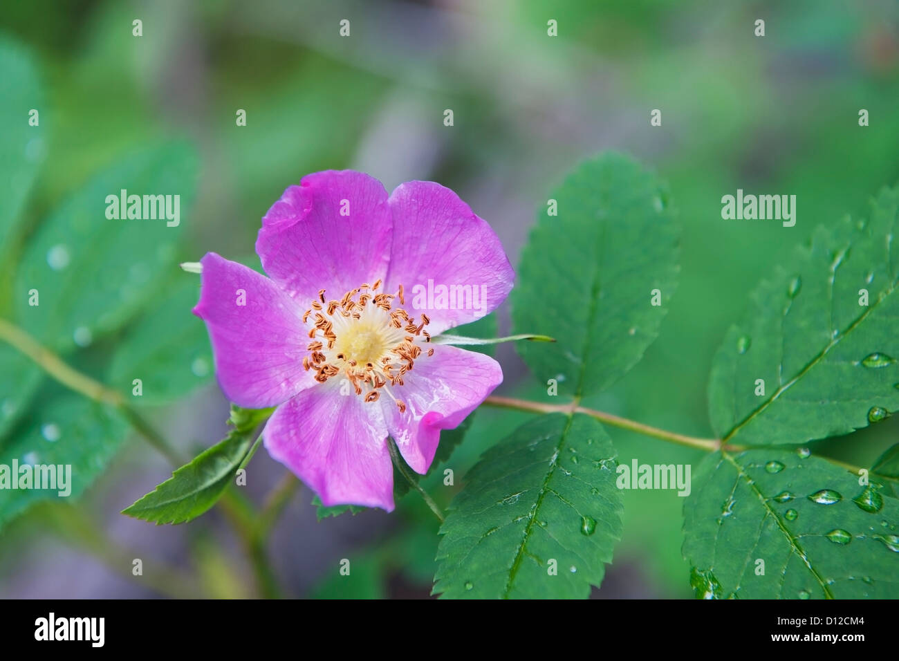 Alberta Wild Rose Stock Photos & Alberta Wild Rose Stock Images Alamy