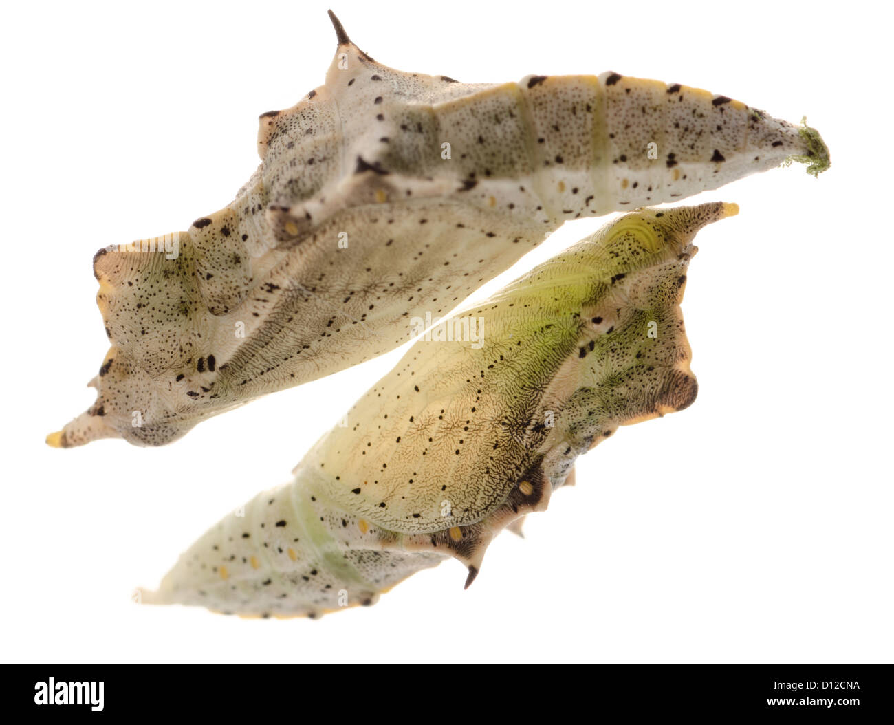 insect small white butterfly cocoon isolated Stock Photo Alamy