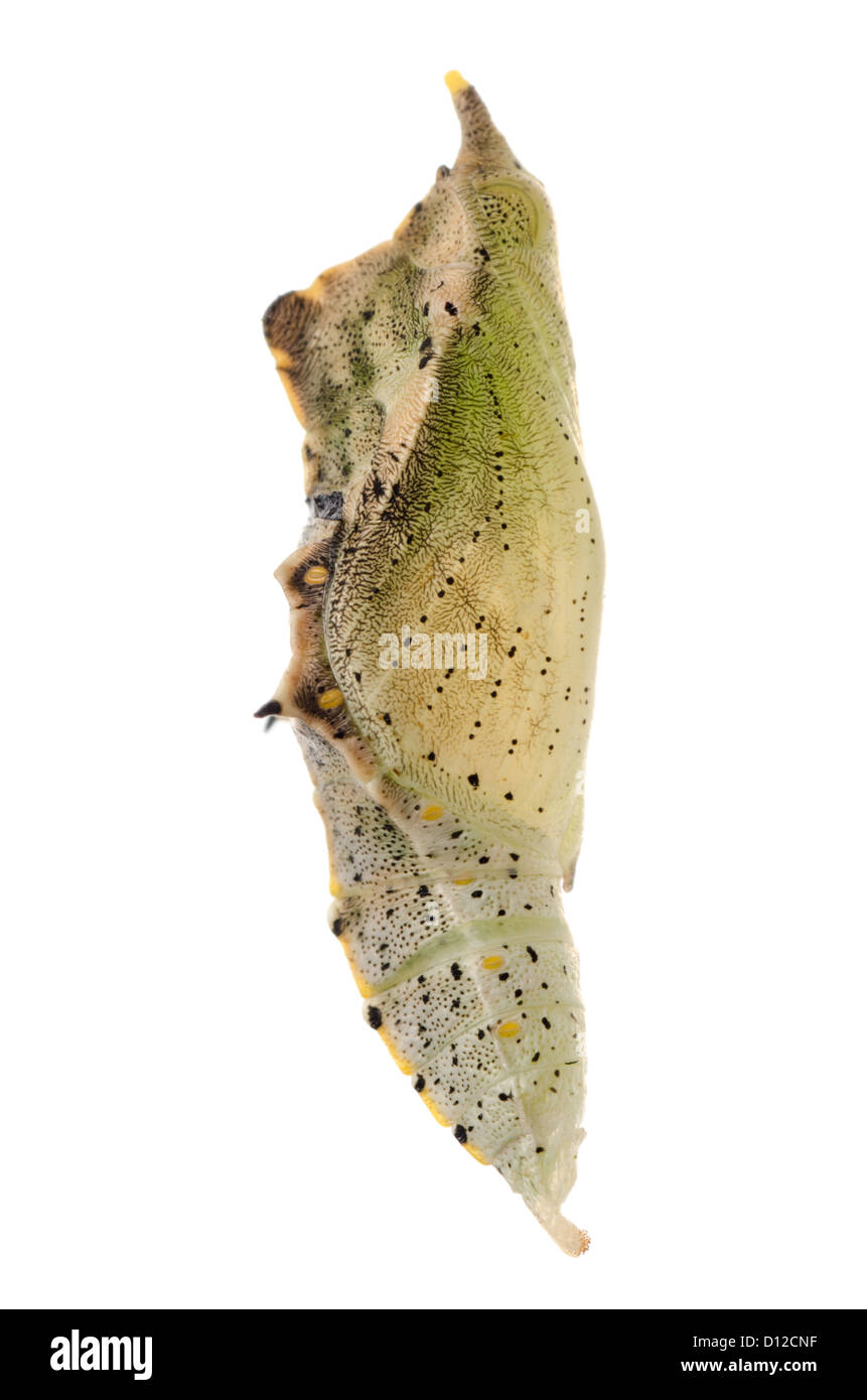 insect small white butterfly cocoon isolated Stock Photo Alamy