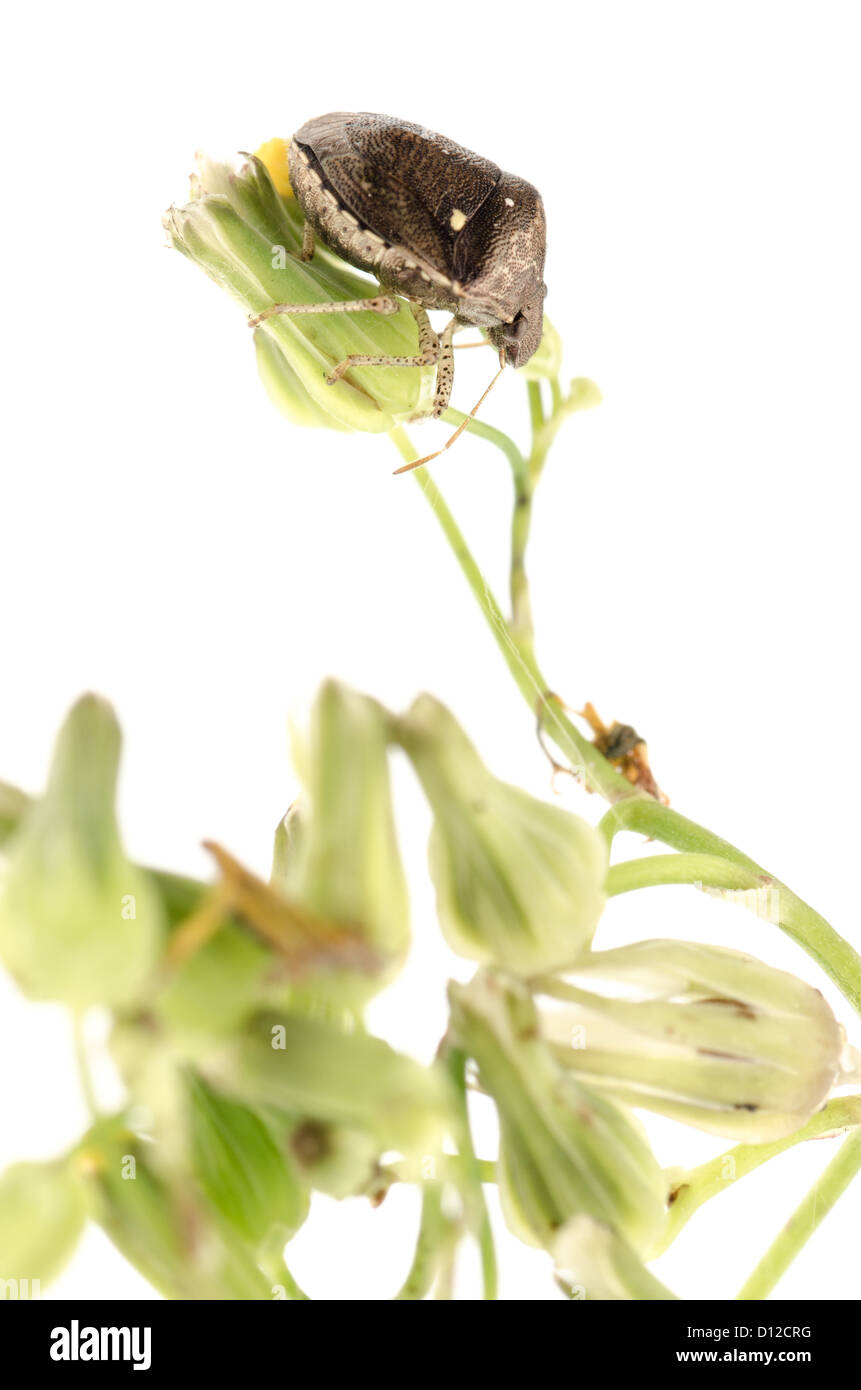 insect shield bug isolated on white Stock Photo - Alamy