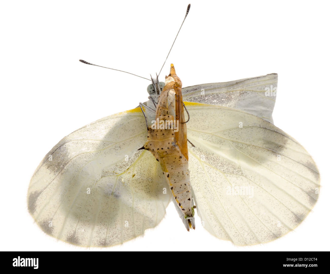 insect small white butterfly emergence with cocoon isolated Stock Photo