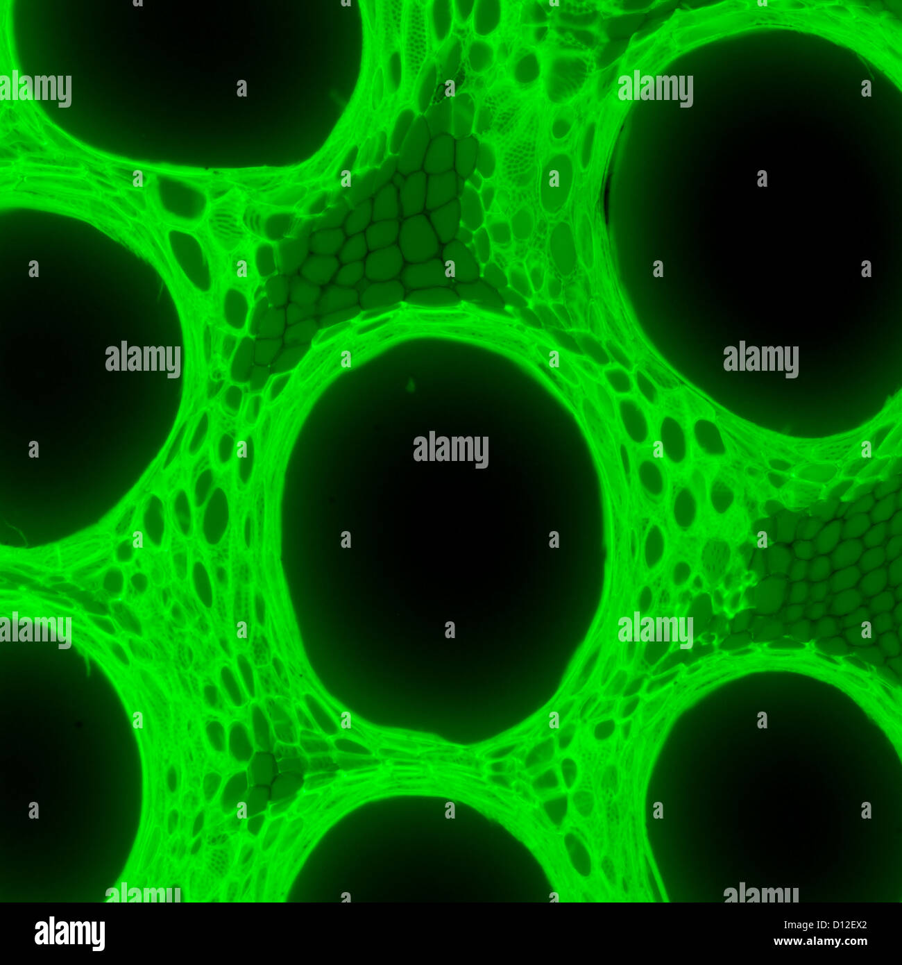 micrograph plant tissue, stem of pumpkin,with green fluorescence Stock Photo