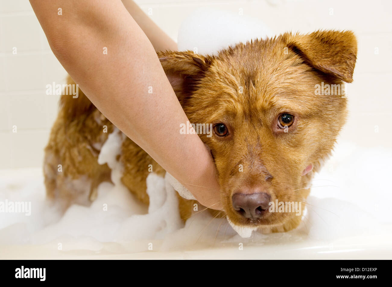 Owner washing dog in bathtub Stock Photo Alamy