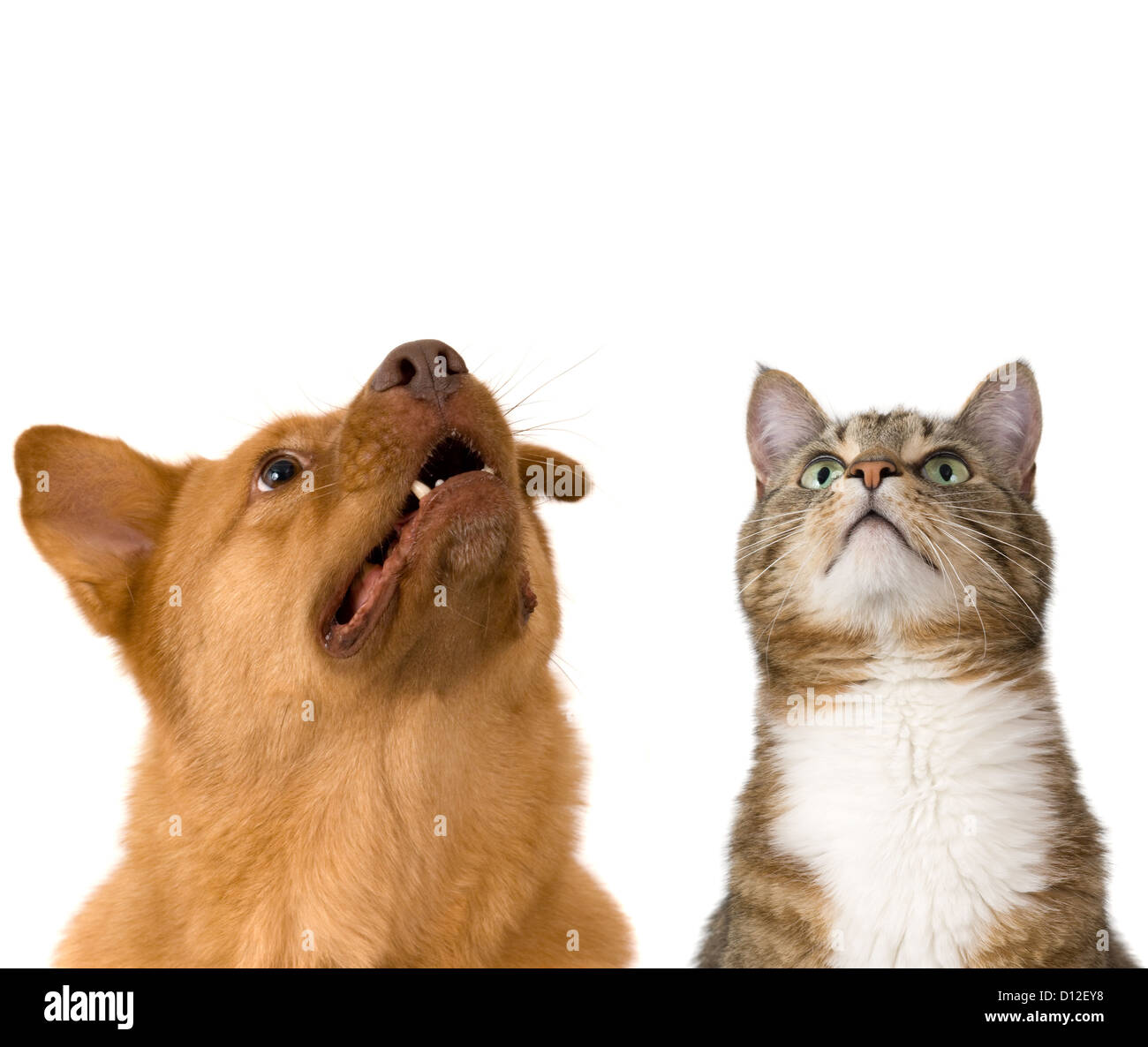 Dog and cat looking up. Add your text above. Stock Photo