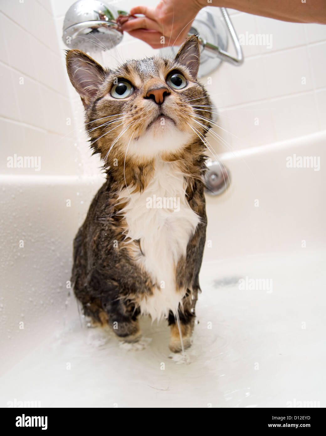 Cat enjoying a hot bath and shower Stock Photo Alamy