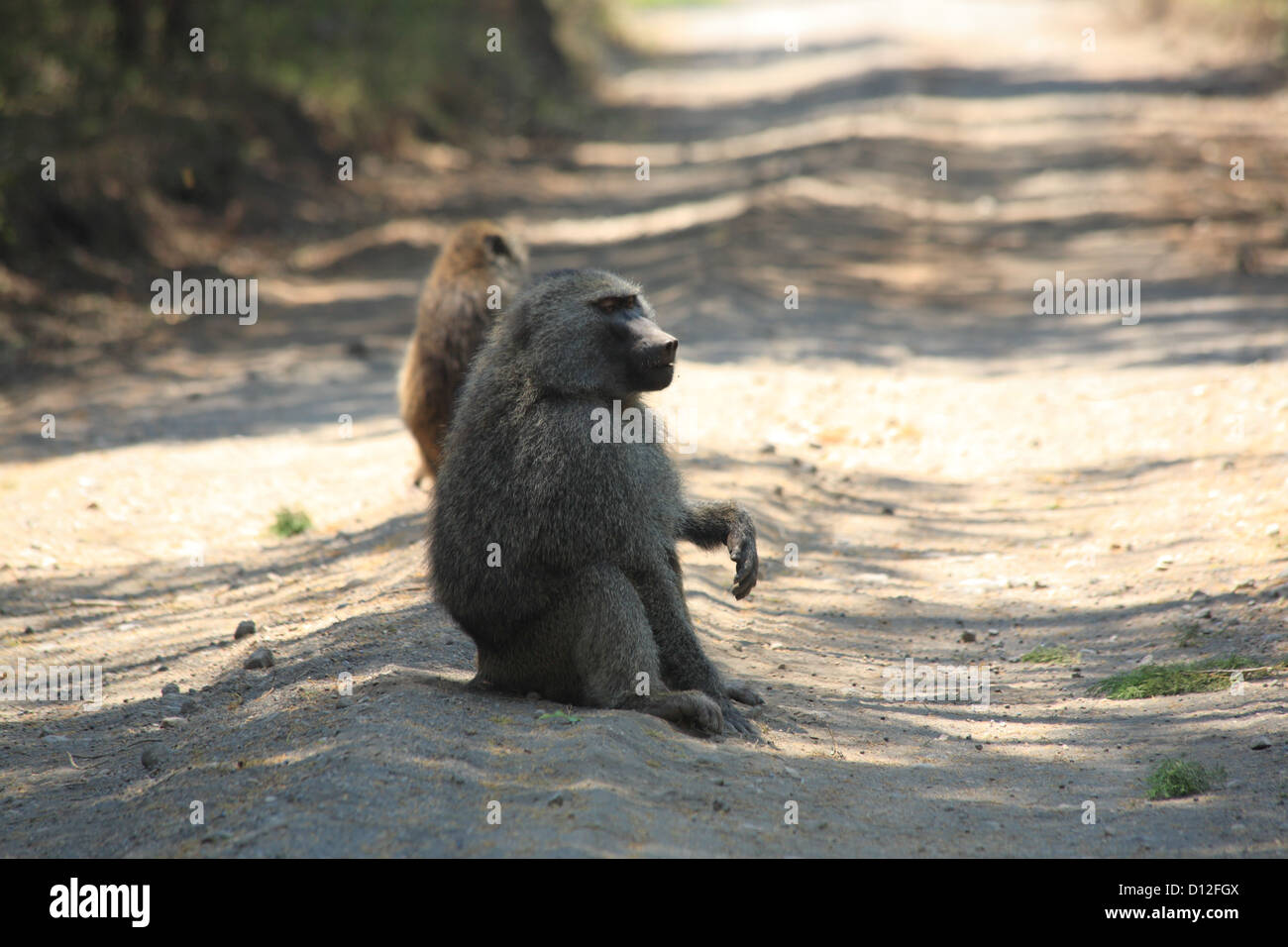 Baboons in Arusha National Park Tanzania Africa Stock Photo