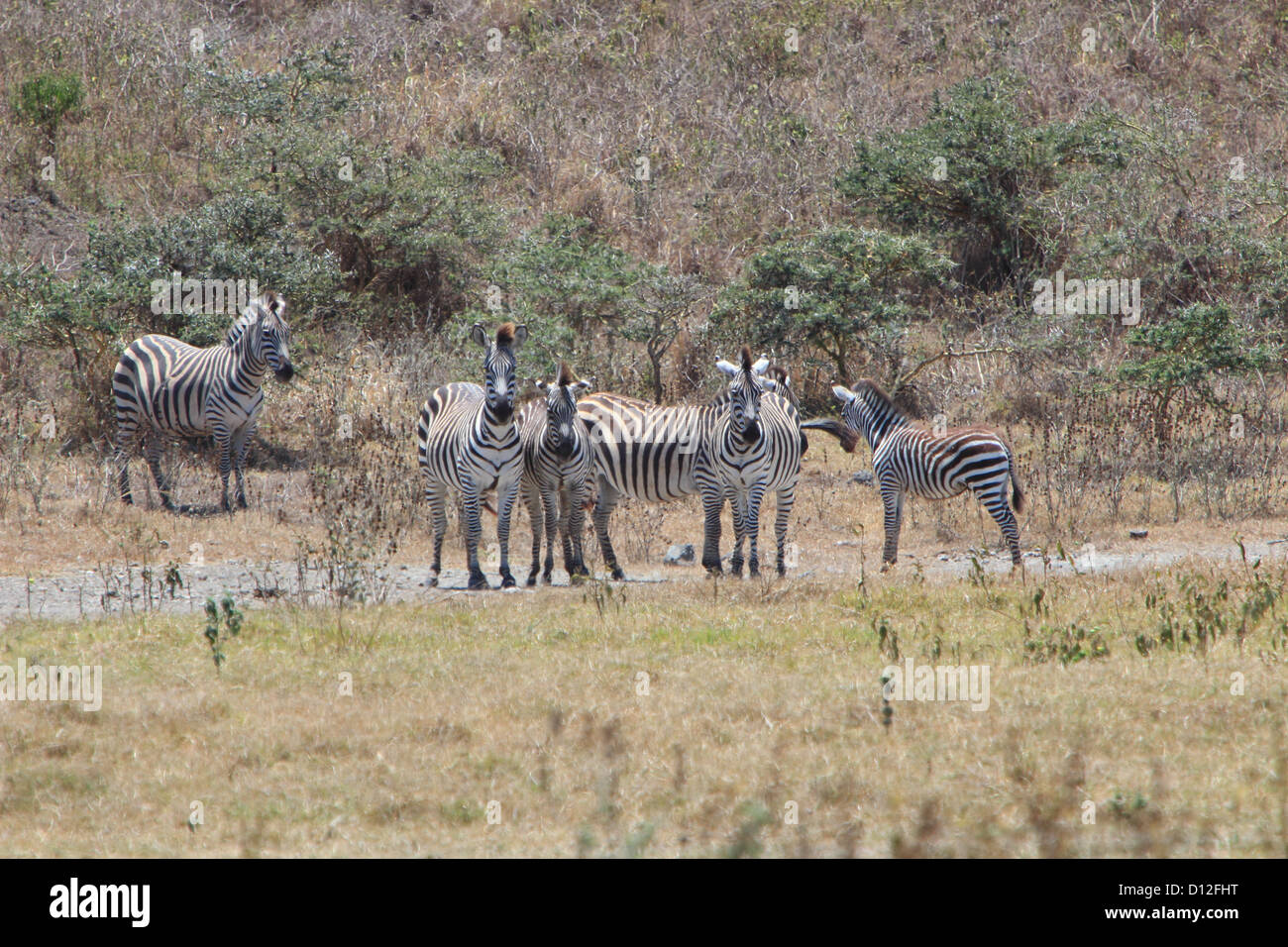 Zebra, Arusha national Park, Tanzania, Africa Stock Photo